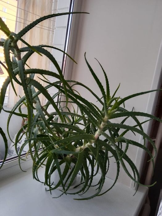 Продам Алоэ , 5-7 летки, алоэ зелёные, 5 летки, 7 летки