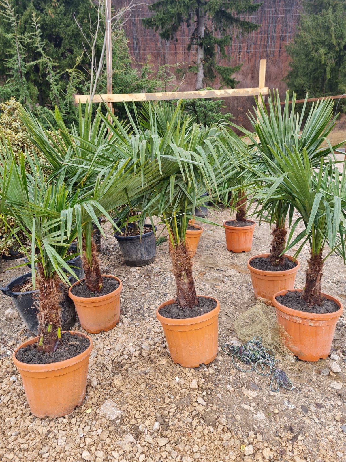 Palmieri trachycarpus