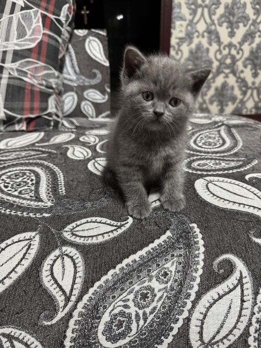 Продается котенок скоттиш страцт девочка