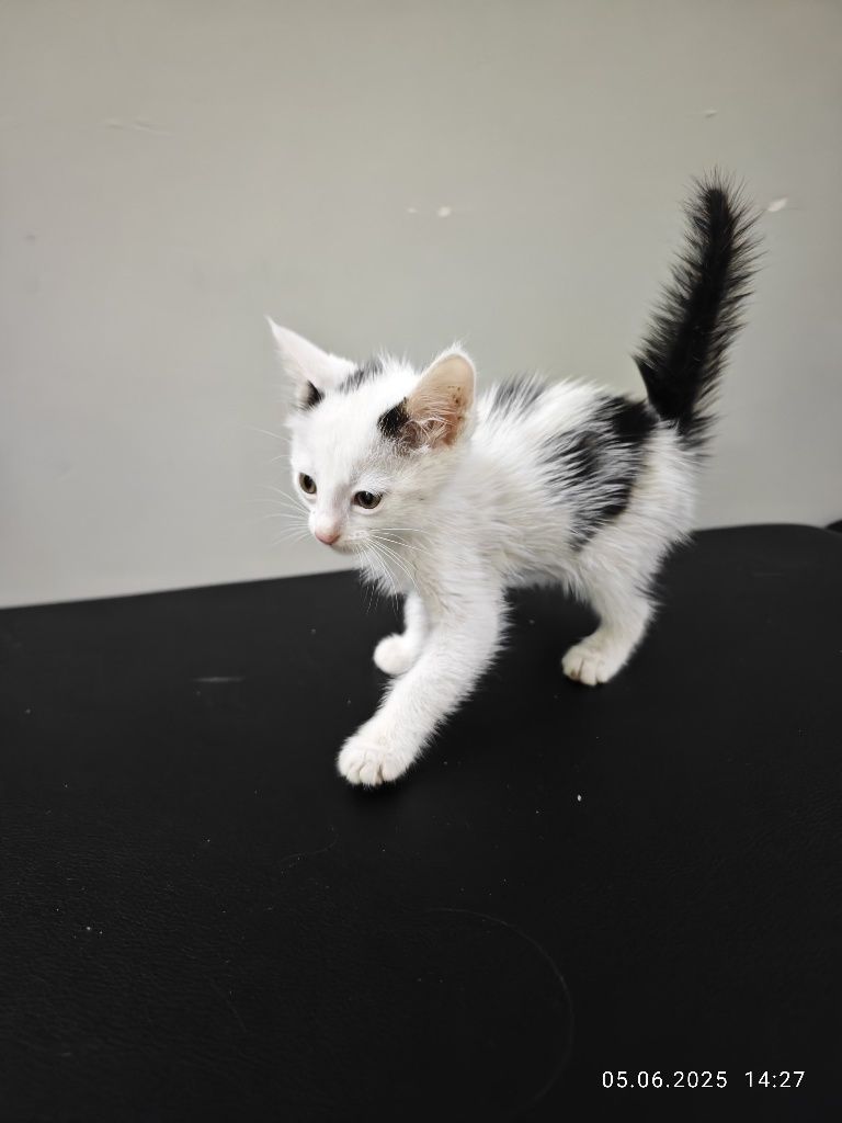 Котёнок кошка кот котята кошки