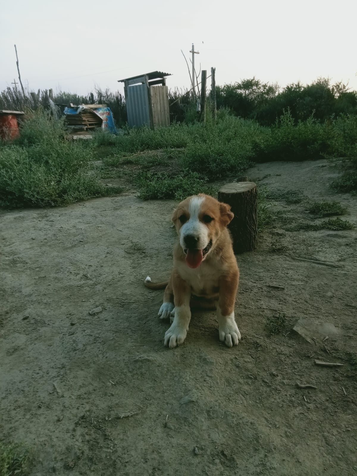 Дендері сау күшік