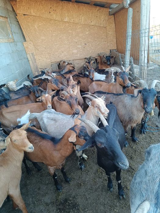 Vând 35 capre și un țap aglonubian capre selectate bune de lapte