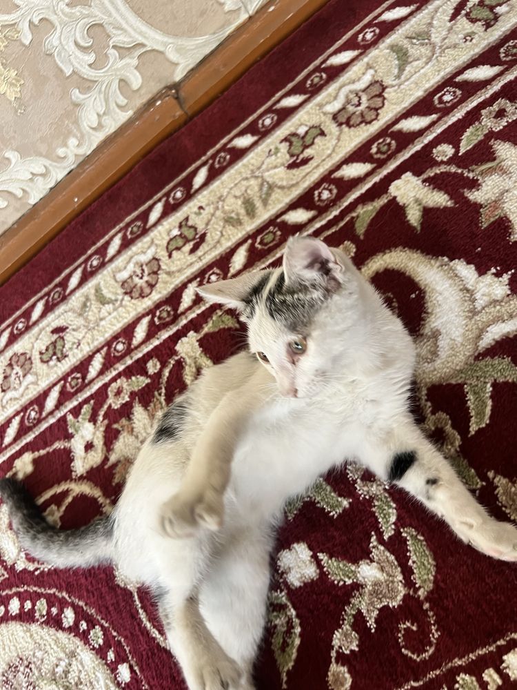 Mushuk quqon shaxridan