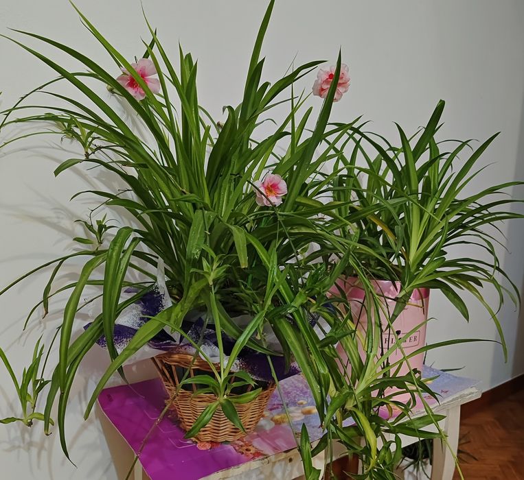 Цветы комнатные хлорофитумы Обмен