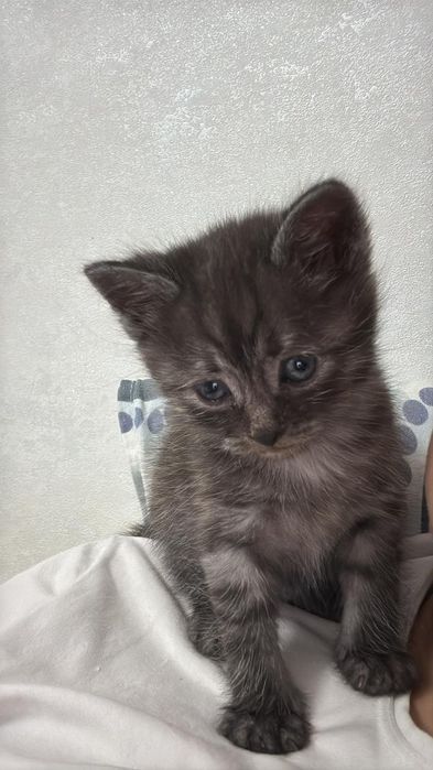 Бесплатно Отдам котят в добрые руки мальчиков к лотку приучины