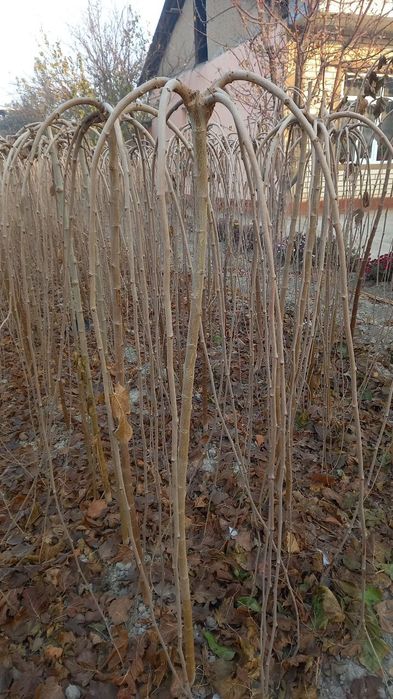 Зонтик тут zontik tut