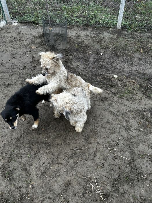 Donez cateluse bisoni