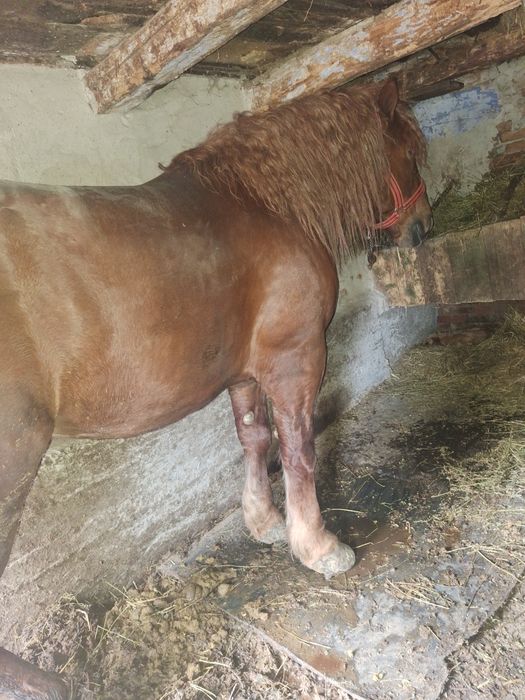 Vând armăsar cuminte de 5 ani