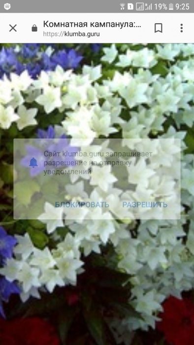 Кампанула жених и невеста