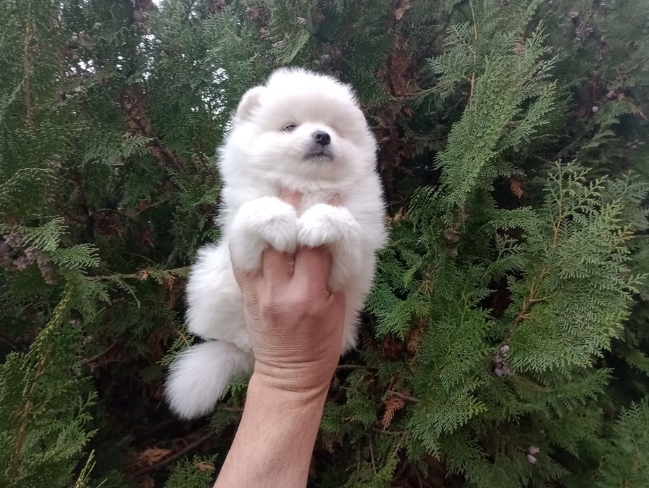 Бели Померани. Мъжки и женски.