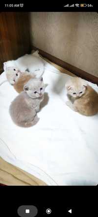 Продается кошки, Scottish Fold, Scottish Straight