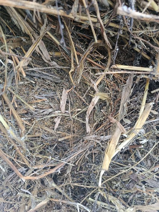 Продам сено, солома чечевичная