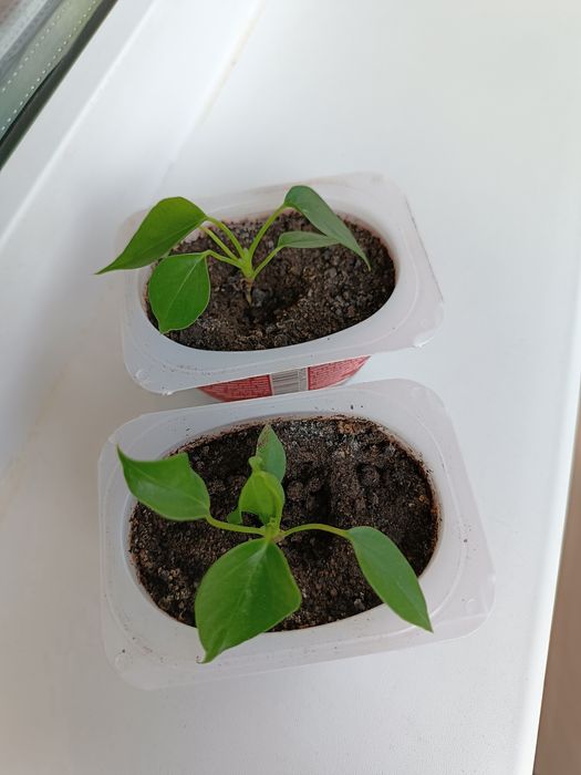 Антуриум (мужское счастье)