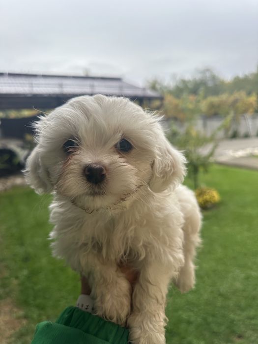 Bichon maltez -fetita , 7 saptamani