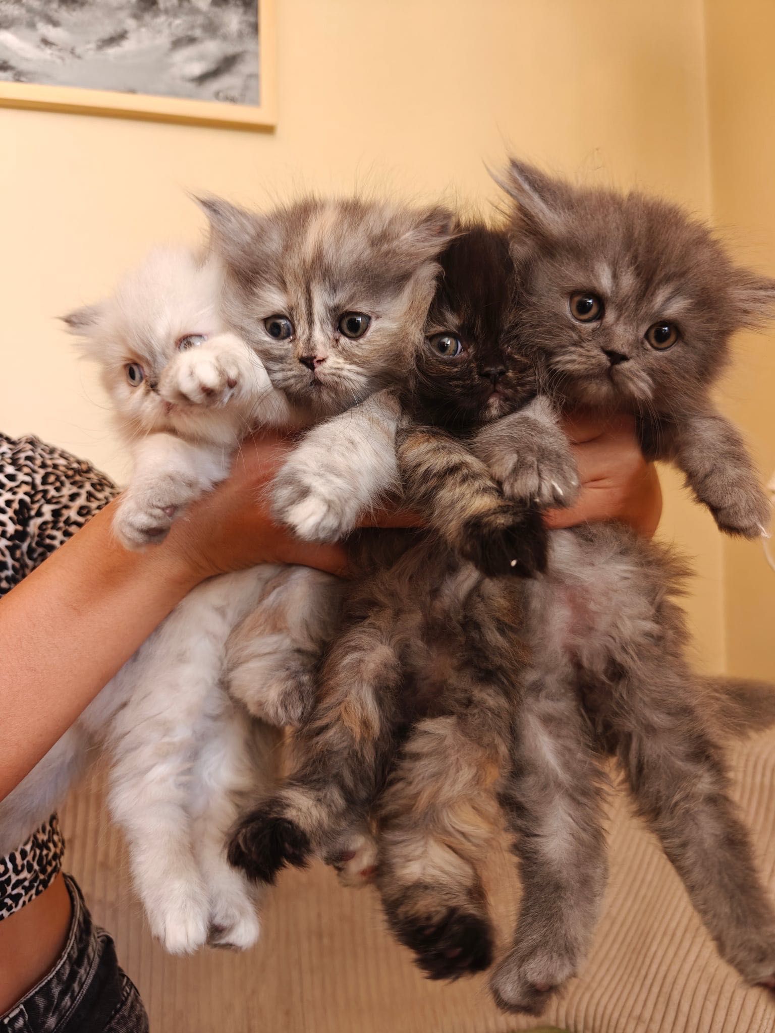 Персийски котенца