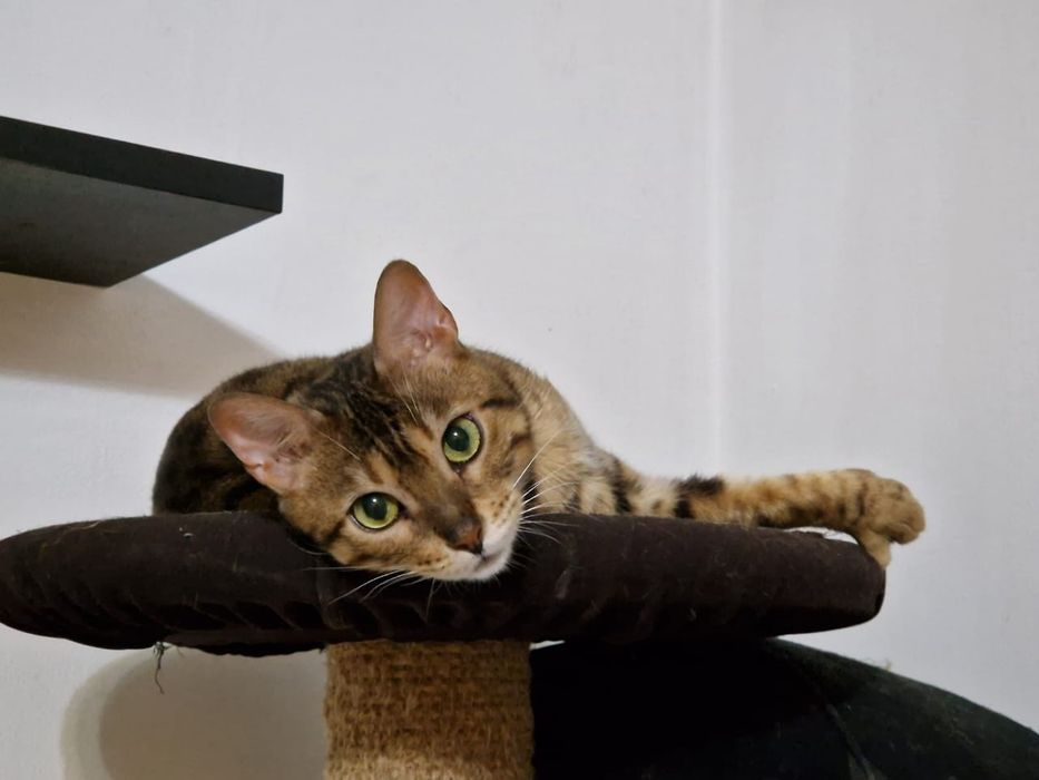 Продаются котята бенгальской кошки