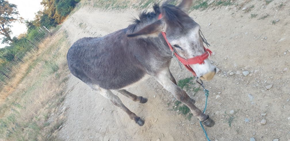 Magar de 4 ani cu tot cu șa
