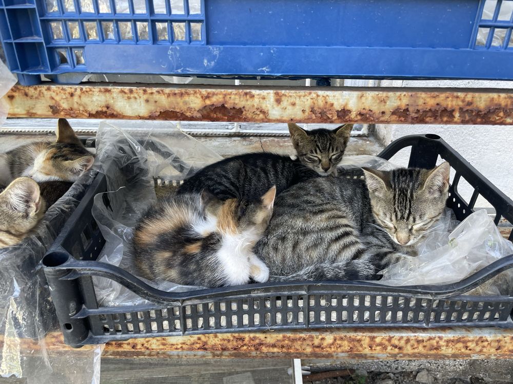 Подарявам котенца