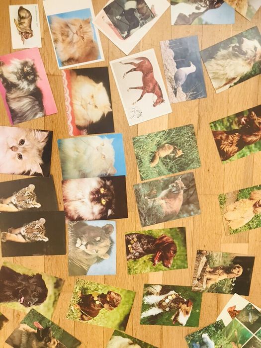 Колекция картички животни с описание