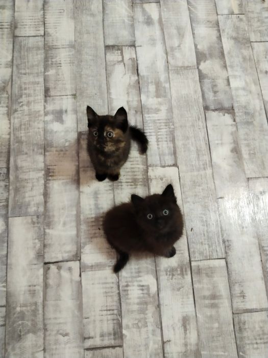 Отдам котят в хорошие руки. К лотку приучены. Кушают всё.