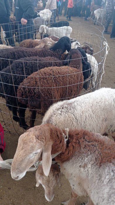 Семыз тохты сатамыз