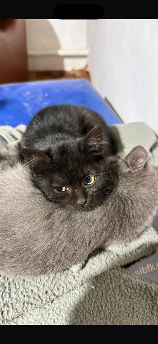 Отдам котенка мальчика