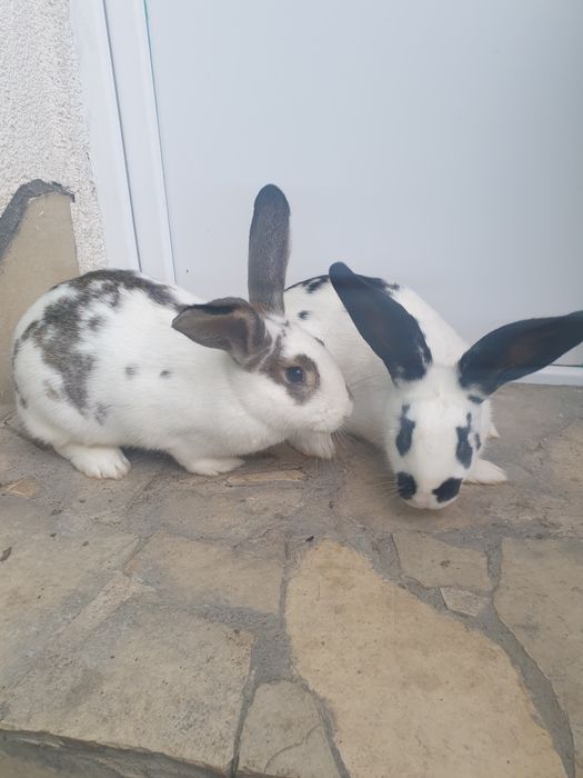 Vand 2 femela tanara 2025