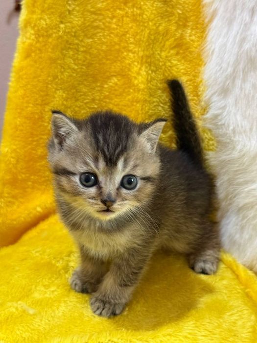 Скотиш страйт мальчики текированные