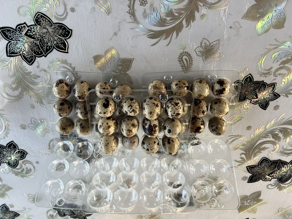 Продавам клетка с пъдпъдъци подарак снасящи