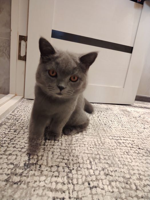 Scottish fold...