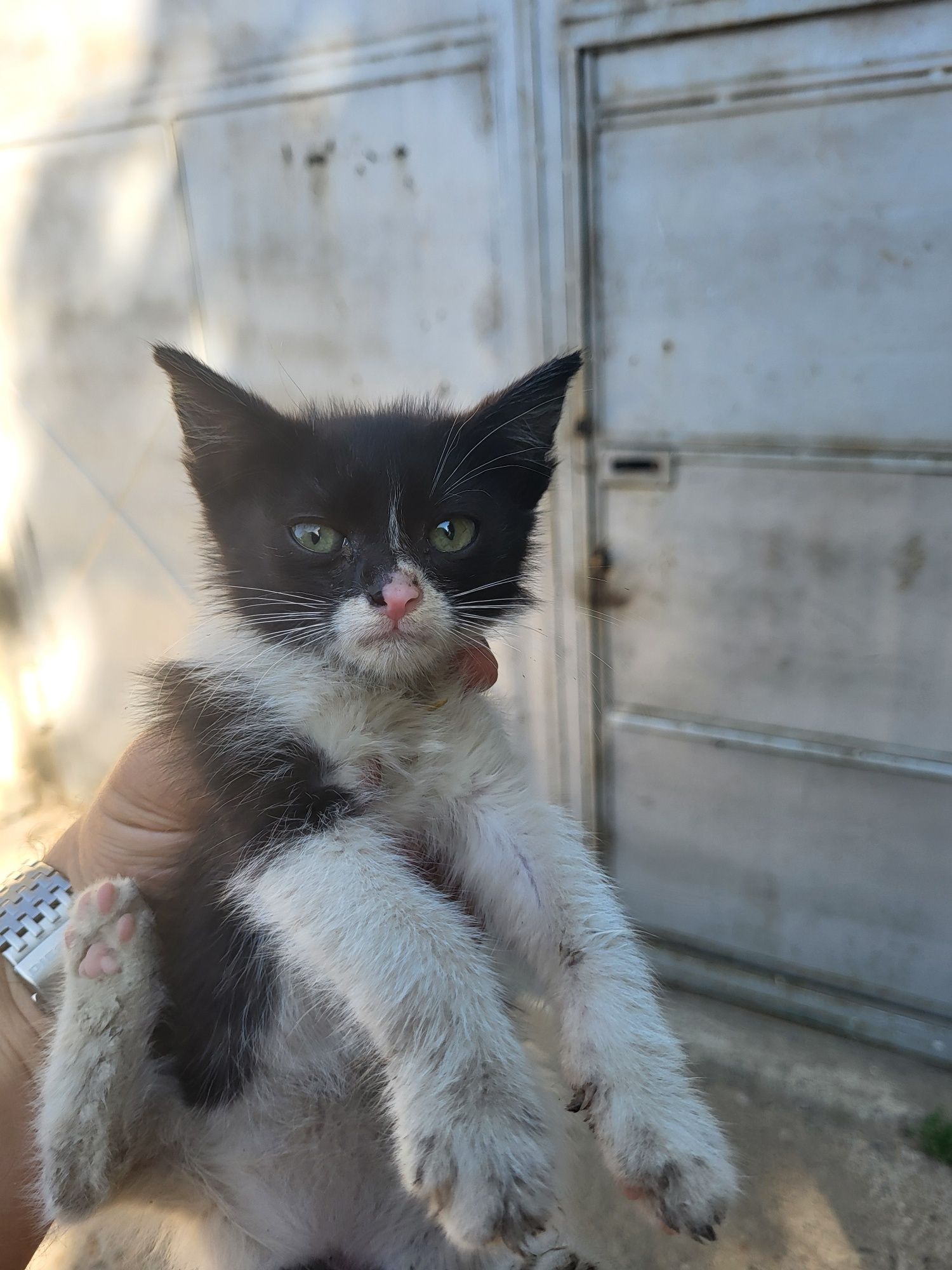 Pisicuti pentru adopție