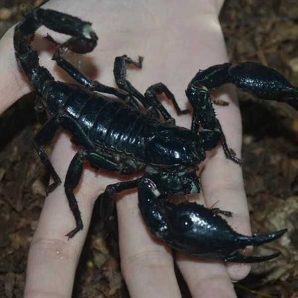 Pui de Heterometrus Spinifer Scorpion Asiatic