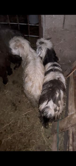 Козлята поселок жанашар