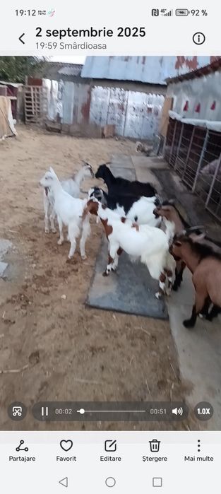 iede tinere din capre bune de lapte