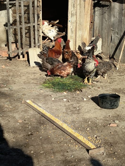 De vânzare găini rasa mixta