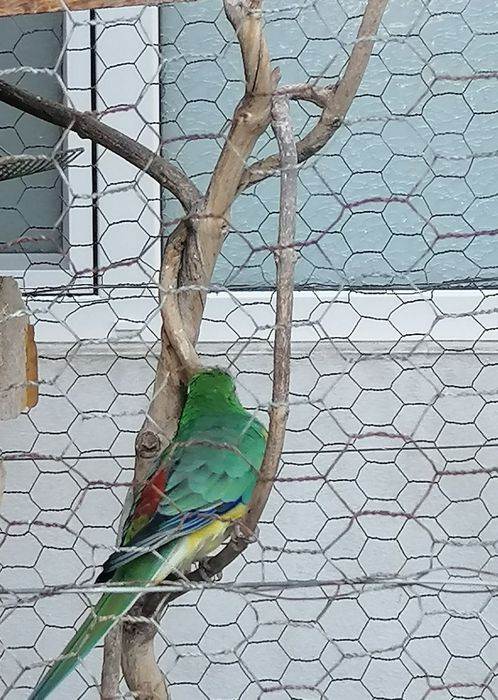 Vând papagali cântători