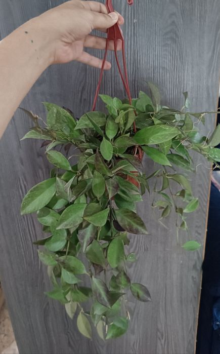 Хойя Санрайз большая