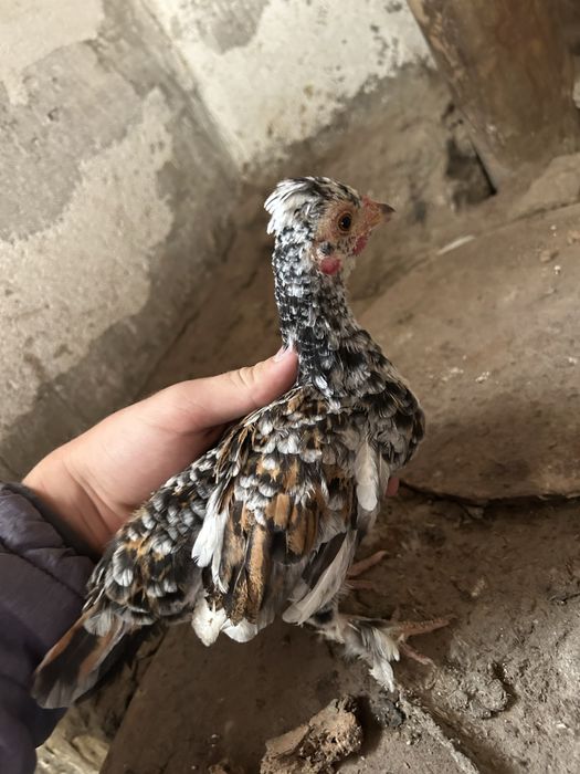 Gainușe si cocoși de munte