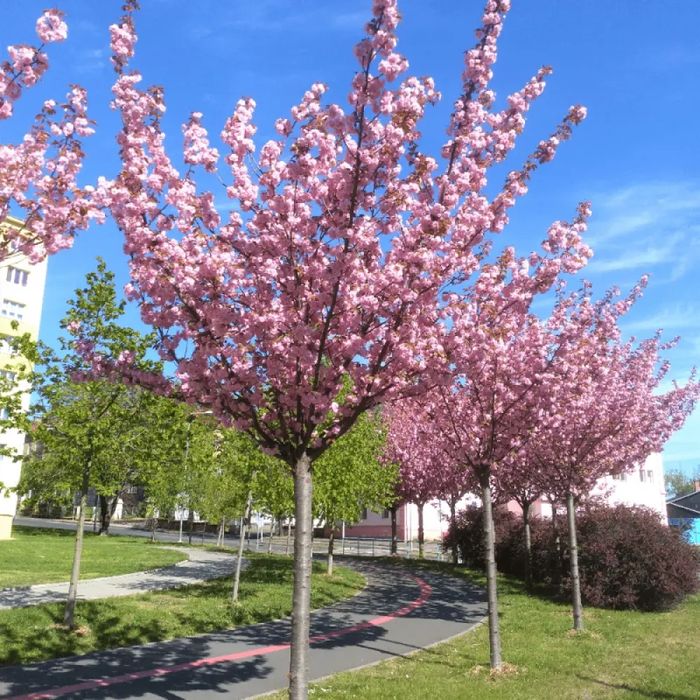 Cires japonez Pink perfection