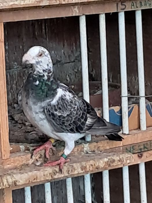 Vând porumbei stil vechi și duduros.