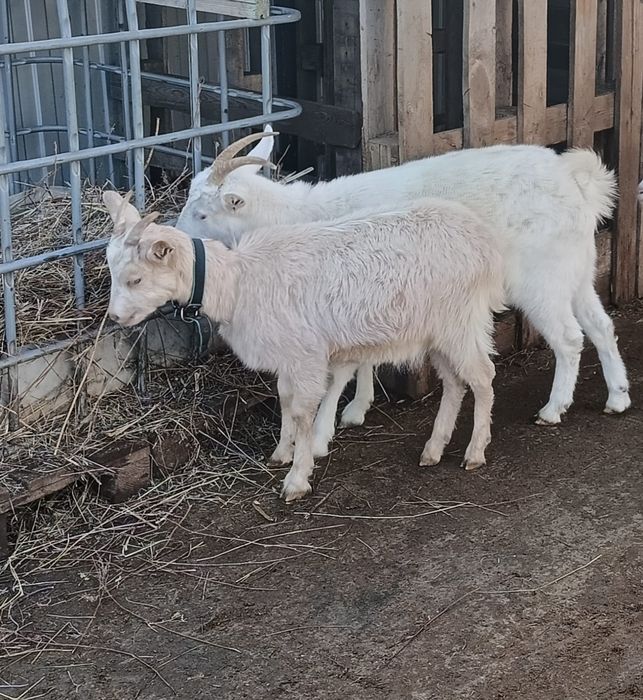 Продам козу + козочка