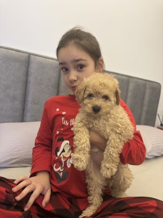 Продается щенок мальтипу. Девочка. Возраст 2месяца.