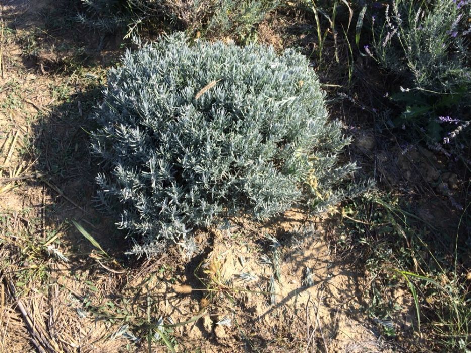 Tufe de lavanda blue scent.