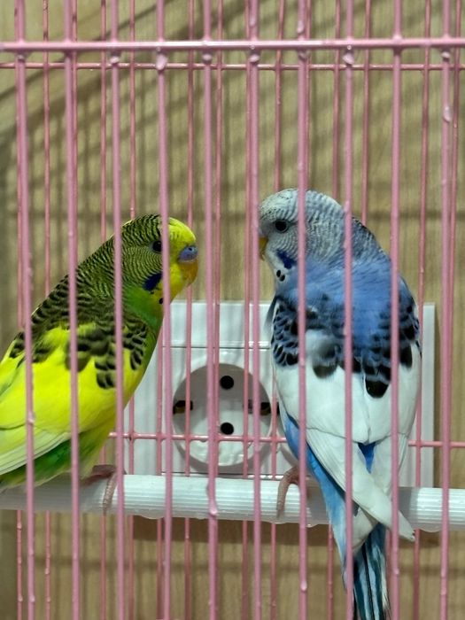 Продам попугаев  мальчик и девочка