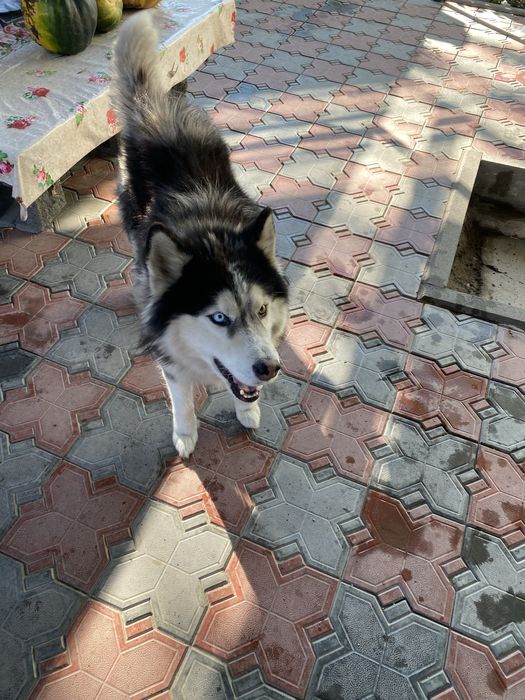 Вязка Хаски