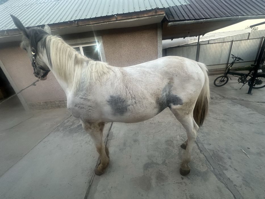 De vanzare cal de RASA PINTO HORSE