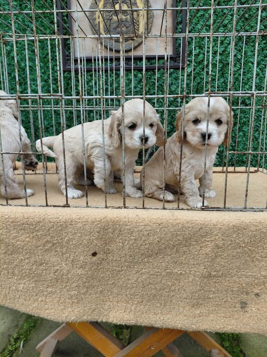 Американски кокер