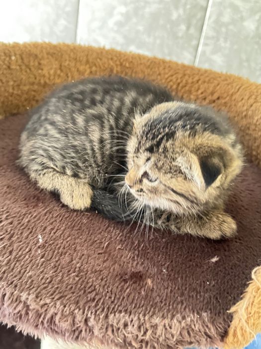 Котенок скотиш фолд