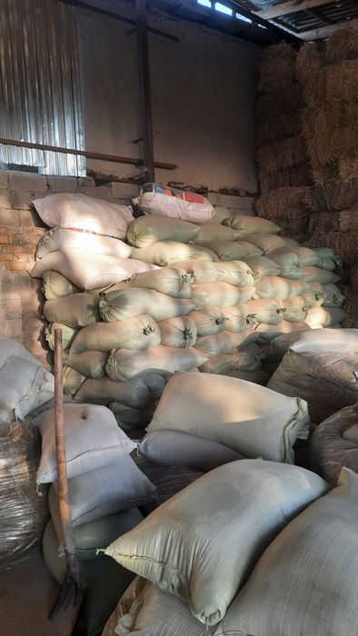 Бугдой месни сотилади