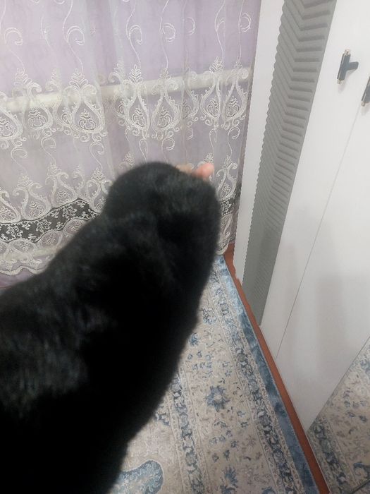 Сатылады
Қыздың артымнан  келген Шуба 
Новый киілмеген.